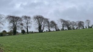 <p>Field at Ballindrum</p>