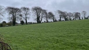 <p>A field at Ballindrum which would be transformed if the proposal comes to fruition</p>