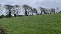Country's largest broccoli producer and Kildare farmers oppose €168m solar farm