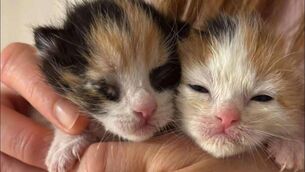 <p>Foster families for kittens are needed now</p>
