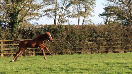 Spring to Life at the Irish National Stud & Gardens