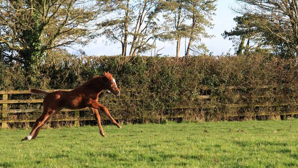 Spring to Life at the Irish National Stud & Gardens