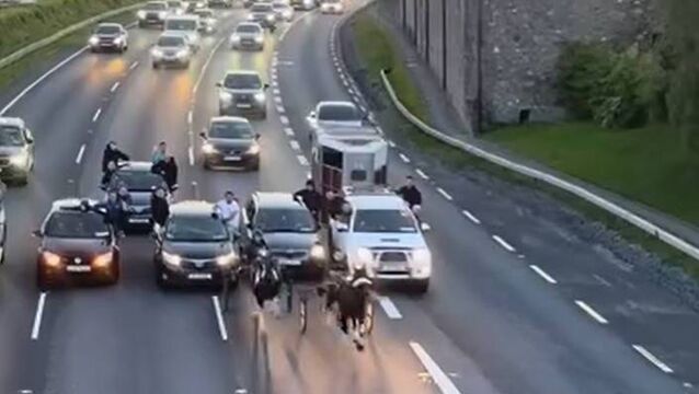 <p>A screengrab from the video of the illegal sulky racing on the N7 </p>