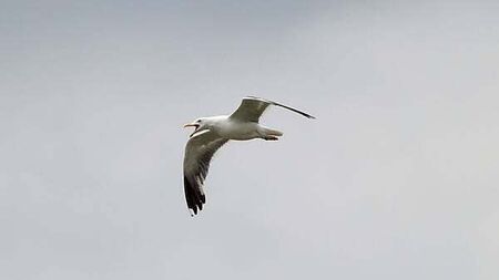Councillor suggests releasing birds of prey to stop seagulls tormenting the public