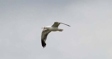 Councillor suggests releasing birds of prey to stop seagulls tormenting the public