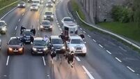 Shocking sulky race takes over Kildare motorway