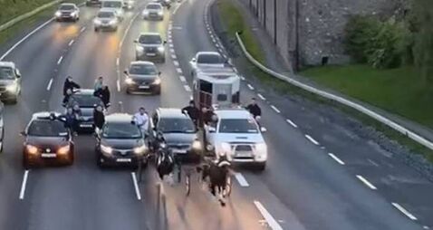 Shocking sulky race takes over Kildare motorway
