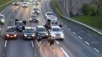 Shocking sulky race takes over Kildare motorway