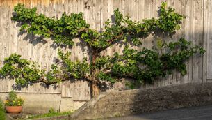 <p>Espalier is a method of growing a dwarf fruit tree along a wall or fence</p>
