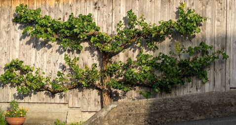 Living Greener: Espalier is cut above the rest