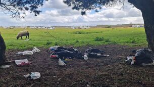 <p>Rubbish dumped at the edge of the Cill Dara golf course</p>