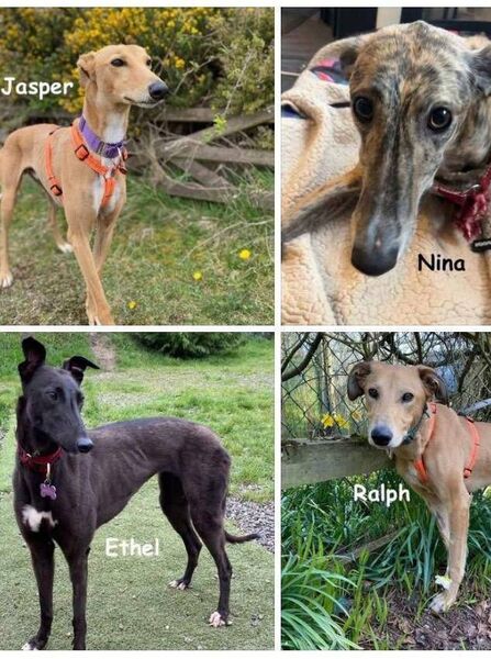Ralph, Jasper, Nina and Ethel in need of a home