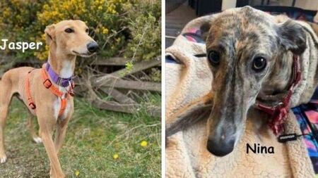 Kildare Rescue Tails: Overlooked lurchers deserve a chance
