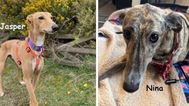 Kildare Rescue Tails: Overlooked lurchers deserve a chance