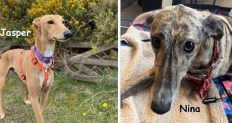 Kildare Rescue Tails: Overlooked lurchers deserve a chance