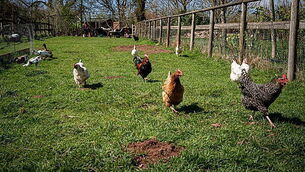 What the papers say: Friday's front pages