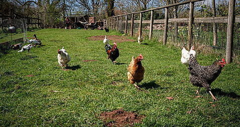 Bird flu restrictions eased across the island of Ireland