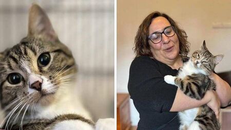 Kildare Rescue Tails: Romeo delighted to find his forever home