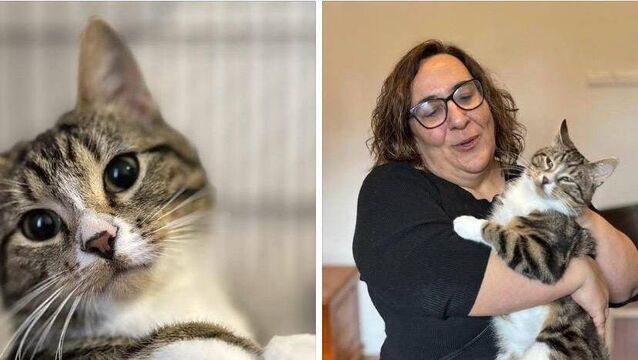 Kildare Rescue Tails: Romeo delighted to find his forever home