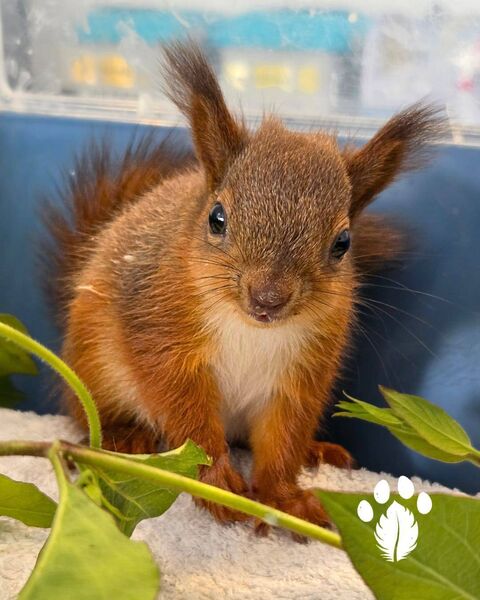 Ireland's indigenous squirrel, the Red, one of whom was a recent visitor to KWR