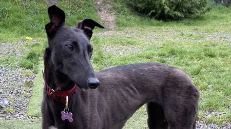 Kildare Rescue Tails: Ethel is the perfect companion