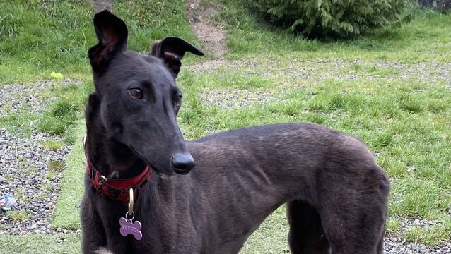 Kildare Rescue Tails: Ethel is the perfect companion