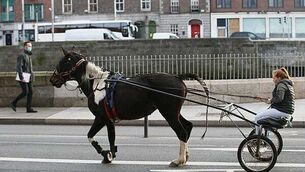 Hertz ordered to pay €10k to blind person after €150 valet charge to clean up guide dog hair