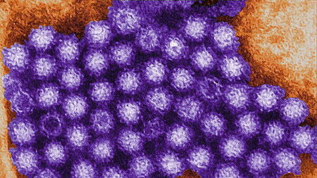 Irish among 1,700 confined to cruise ship after suspected norovirus outbreak