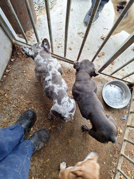 Two of the dogs found on Mr Jackman's farm 
