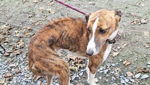<p>An emaciated Lurcher that was found on the property by the NSPCA officer</p> <p>An emaciated Lurcher that was found on the property by the NSPCA officer</p>