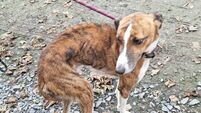 Man pleads guilty to 32 counts of dog cruelty on farm 