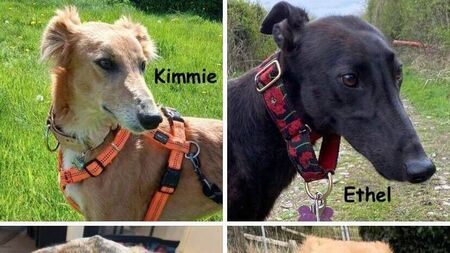 Kildare Rescue Tails: Return scheme fundraiser surpasses expectations