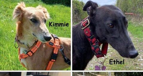 Kildare Rescue Tails: Return scheme fundraiser surpasses expectations