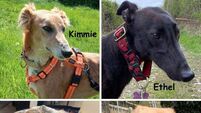 Kildare Rescue Tails: Return scheme fundraiser surpasses expectations