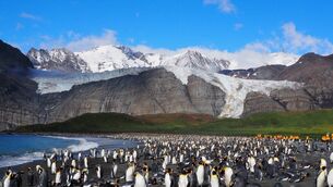 <p>King Penguins colony South Georgia </p> <p>King Penguins colony South Georgia </p>