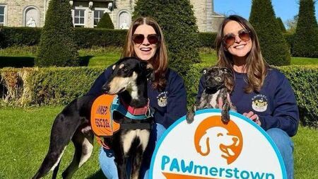 Kildare Rescue Tails: Dog festival at Palmerstown