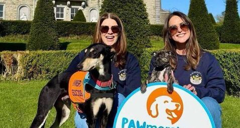 Kildare Rescue Tails: Dog festival at Palmerstown