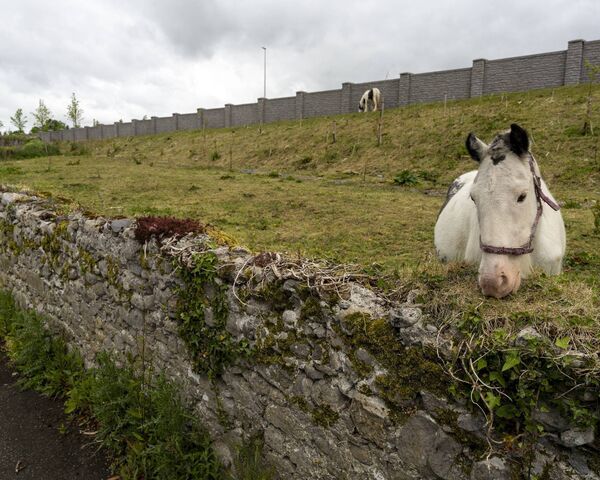 One of the horses grazing at the site One of the horses grazing at the site