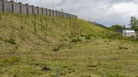Trees destroyed after illegal encampment arrives in Athy
