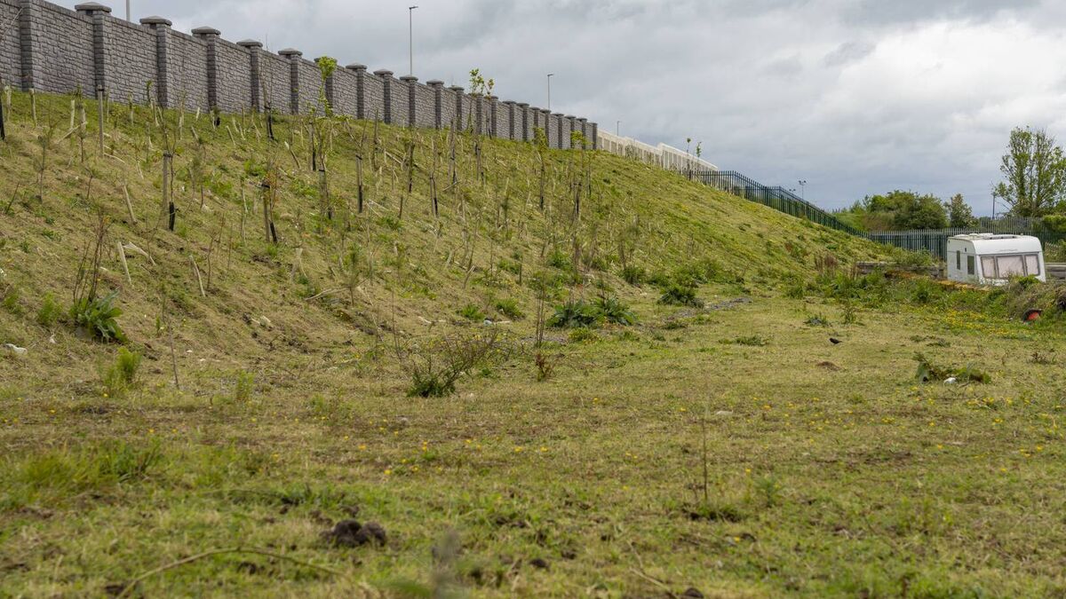 Trees destroyed after illegal encampment arrives in Athy
