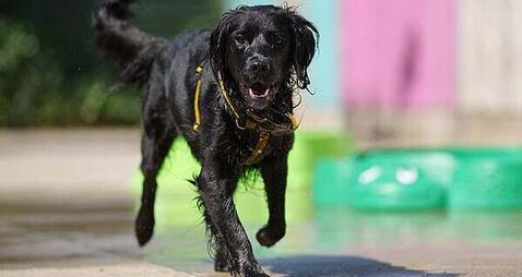 'Twenty is Plenty': Dogs Trust warns owners to rethink walks as temperatures rise