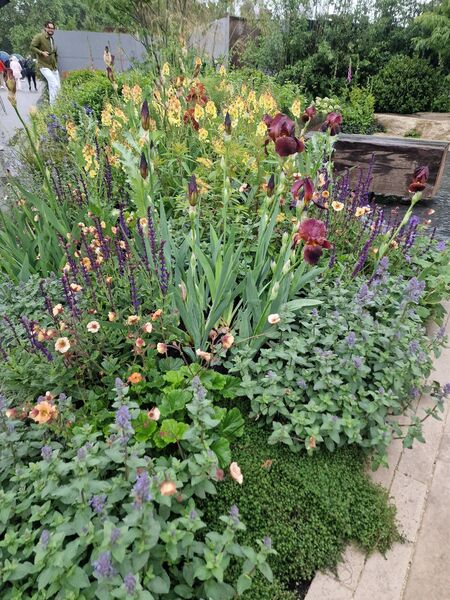 Some of the plants supplied to the Gold winning garden by Laois native Richard McKenna Some of the plants supplied to the Gold winning garden by Laois native Richard McKenna