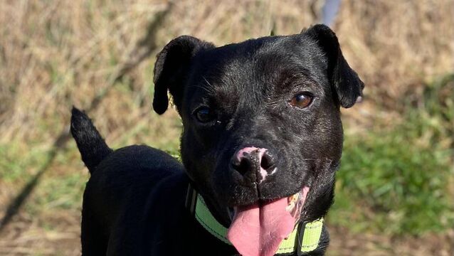 <p>Phil is a lively guy with loads of energy and loves heading off for his walks</p>