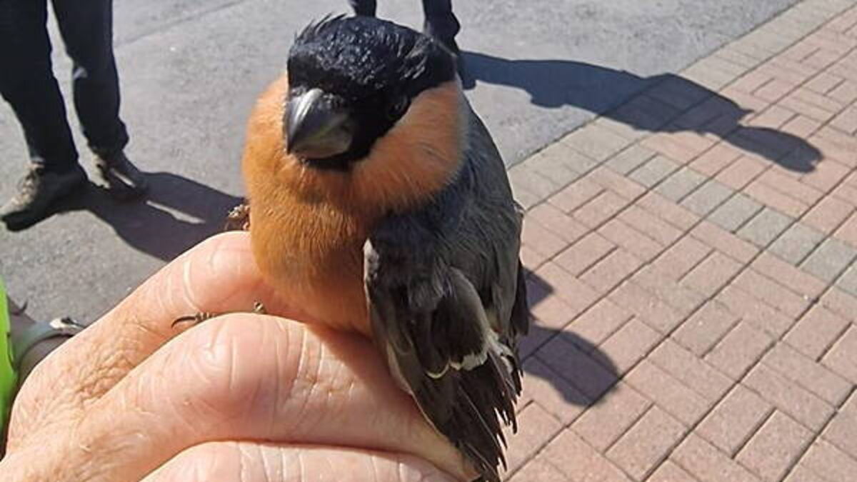 Gardaí discover male Bullfinch after operation targeting illegal trapping of wild birds