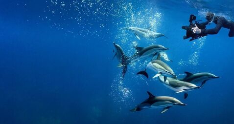 Renowned nature filmmaker comes to Kildare for show