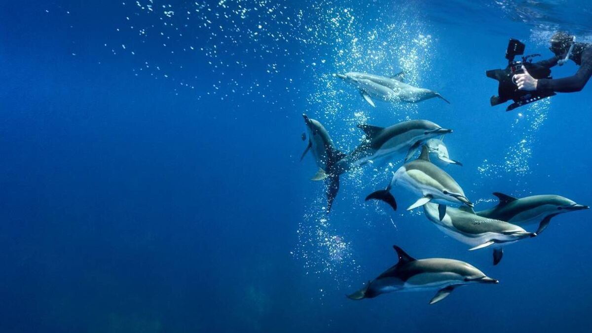 Renowned nature filmmaker comes to Kildare for show