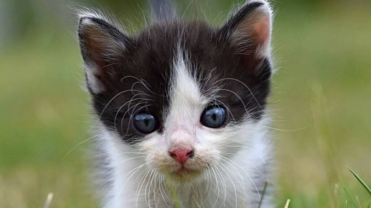 Kildare Rescue Tails: Delaying neutering is not an option for cats
