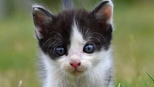 <p> KWWSPCA kittens will not add to the overpopulation of cats in Ireland</p> <p> KWWSPCA kittens will not add to the overpopulation of cats in Ireland</p>
