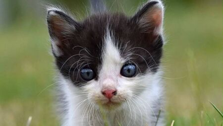 Kildare Rescue Tails: Delaying neutering is not an option for cats
