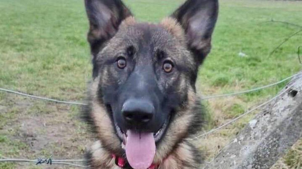 Kildare Rescue Tails: Tyson is eager to please